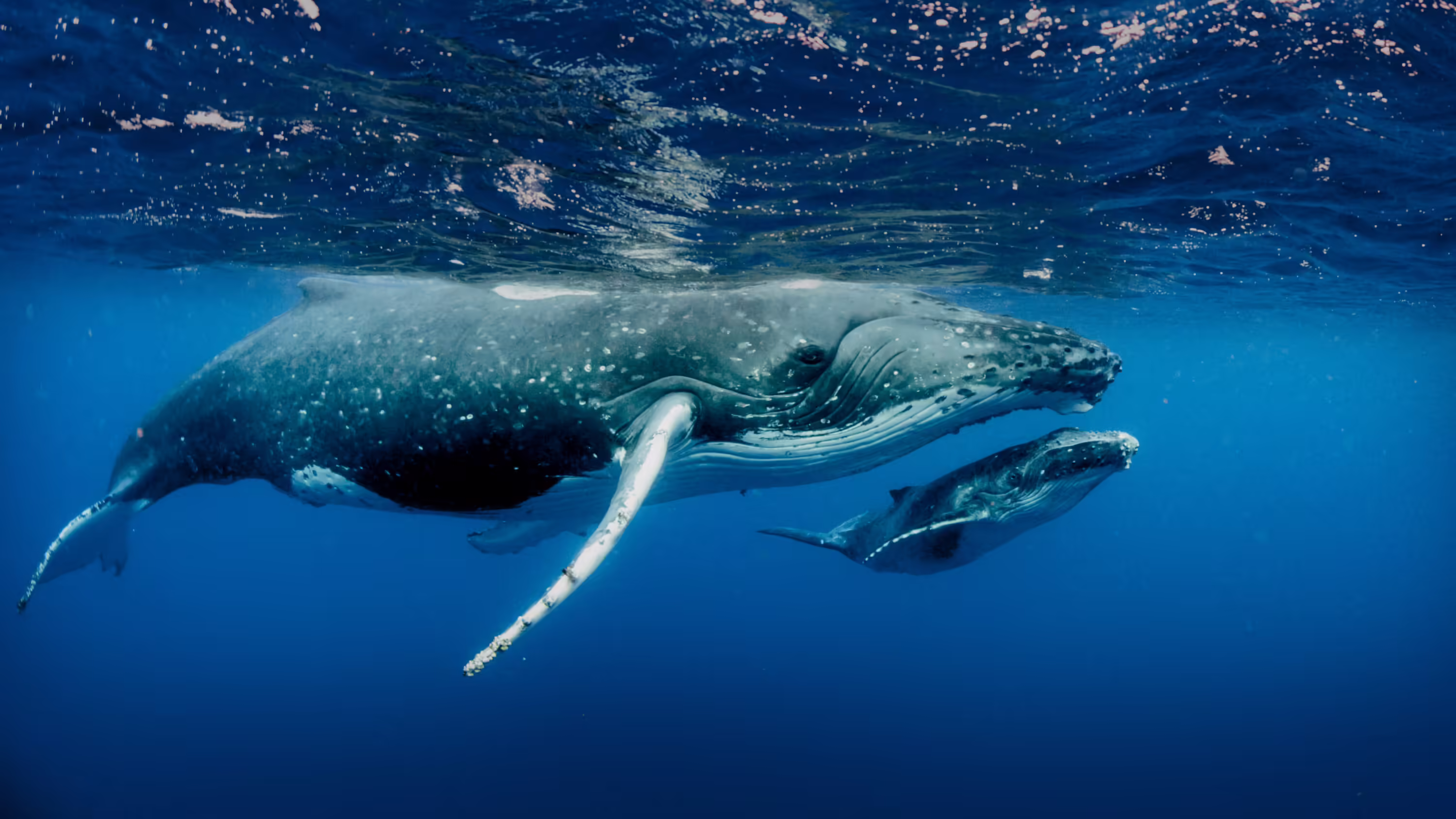 Canadian Wildlife Federation